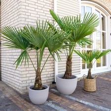 Palma cinese ventaglio - palma, a