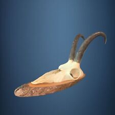 179CAM Trofeo di caccia di