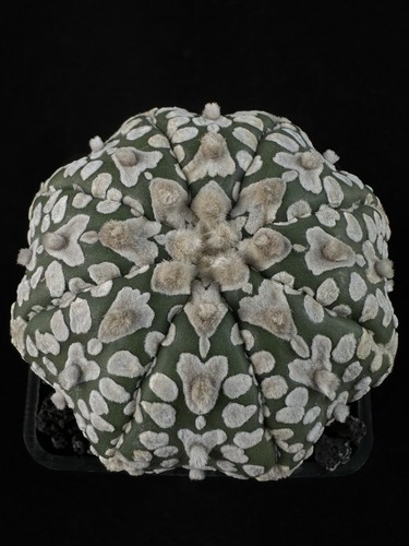 Astrophytum asterias super - astrophytum, cv.