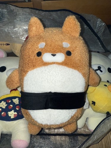 Shiba round1 pollici legato - 14,
