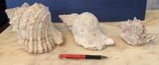 lotto 3x conchiglie TRITONE GIGANTE MUREX GRANDE CONCHIGLIA