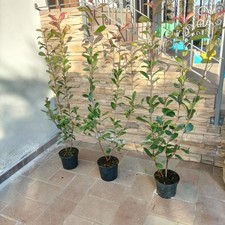 10 Piante di photinia red
