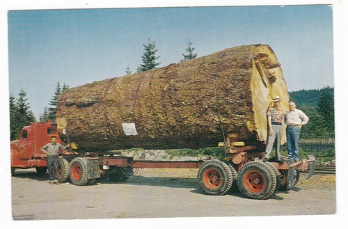 C1955 gigante doulas abete - c1955,