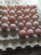 24 UOVA Feconde Fertili Amrock