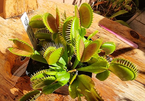 Dionaea muscipula goliath - muscipula,