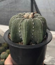 Rara Astrophytum asterias cv