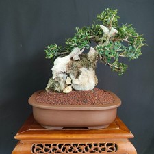 BONSAI ESEMPLARE DI OLIVASTRO