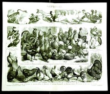 1894.OLD PRINT LITOGRAFICA: POLLAME, GALLINE, GALLI..VARIA TIPOLOGIA.ETNA