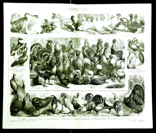 1894 old print litografica - 1894.old,