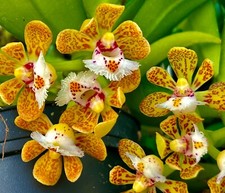 Gastrochilus Species XXXL