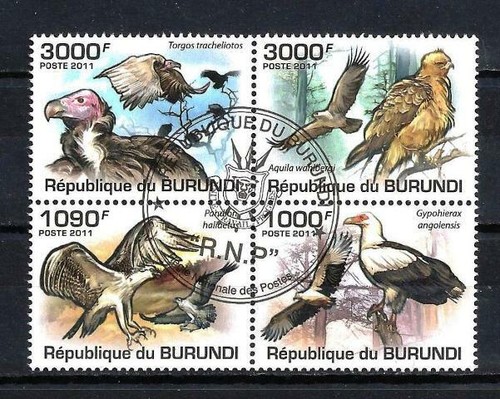 Animali uccelli rapaci - uccelli, burundi