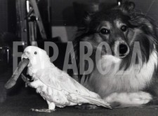 Foto vintage Regno Unito