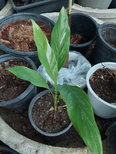 Musa papua white - musa, white'