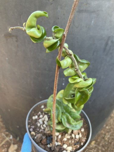 Hoya carnosa compacta - hoya,