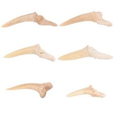  6 Pcs Collana Con Denti Di