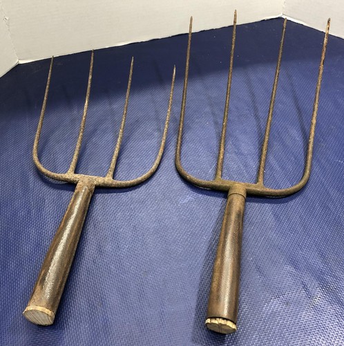Teste forchetta pece denti - teste,
