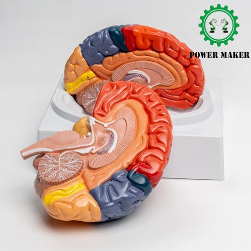 Cervello grandezza naturale - cervello, a