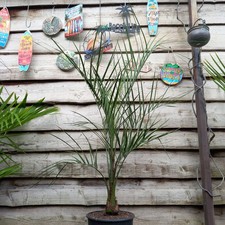 Butia capitata