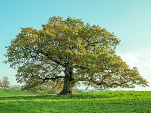 Farnia quercus robur quercia - farnia, robur"