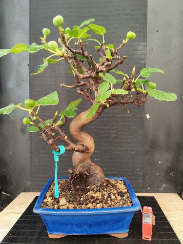 Bonsai fico 62 cm visita - bonsai, di