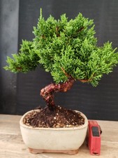 bonsai ginepro chinesis 33 cm