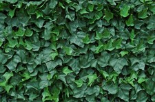 Siepe finta EDERA sintetica artificiale COPERTURA TOTALE 100% ANTICADUTA 50x50cm