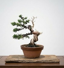Bonsai di Ginepro Itoigawa con