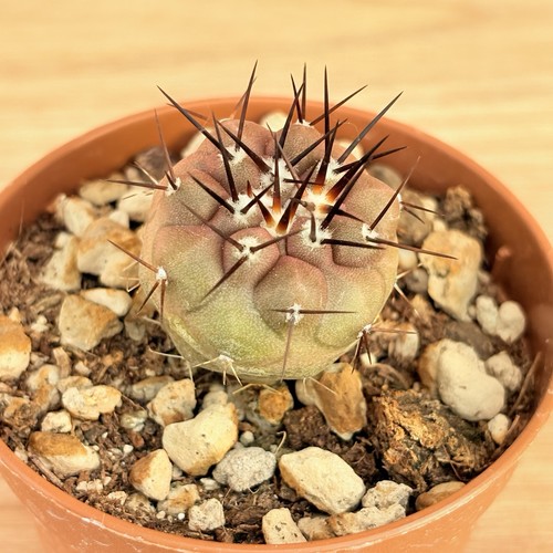 Copiapoa cinerea pot 6 - copiapoa, cm