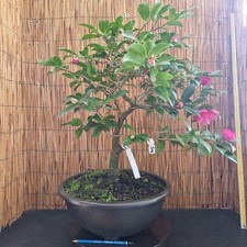 Bonsai di Camelia h 64cm