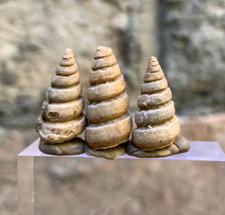 Gastropode fossile 20 carati