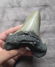 Grande raro dente - , di