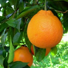 Pianta arancio tarocco in - di,