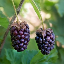 PIANTA DI BOYSENBERRY in vaso