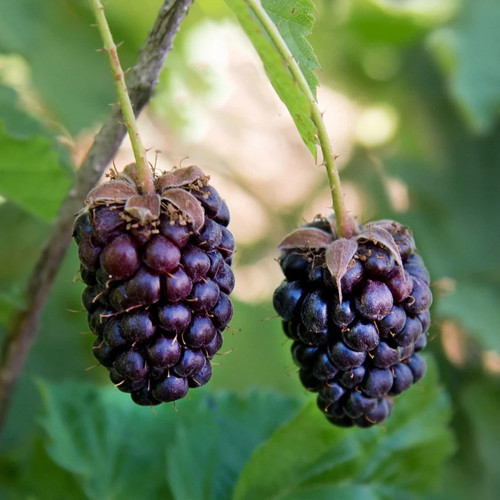 Pianta boysenberry vaso - pianta,