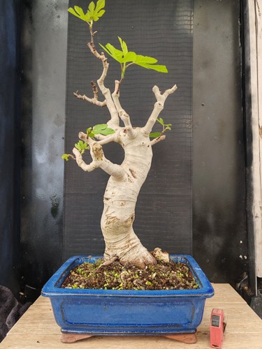 Bonsai fico 80 cm visita - bonsai,