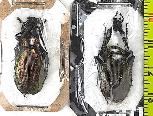 Carabidae carabus - carabidae,,