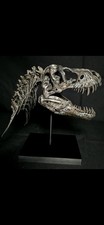 T-rex Skull Fossil Replica -