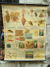 Tavola Didattica Vintage Pesci Atlante Zoologico Antonio Vallardi Milano Anni 40