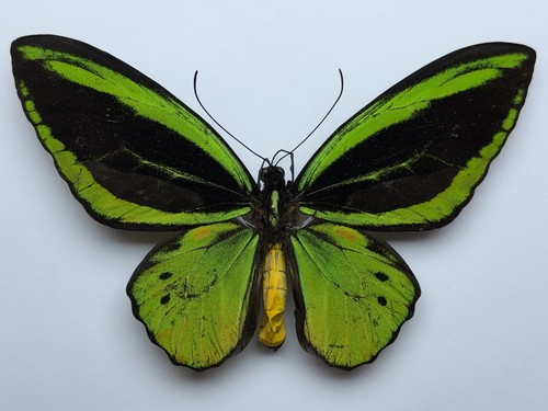 Ornithoptera priamus hecuba