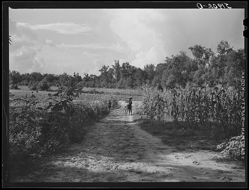 Foto manning south carolina - south,