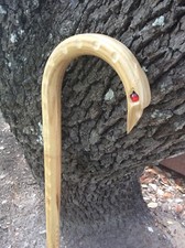 CANNA TESTA DI FALCO NIGHTHAWK