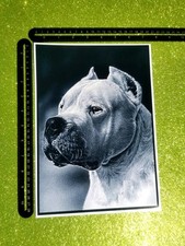 Cane Molosso Dogo Argentino Canario Pitbull - Poster Manifesto Big Sticker