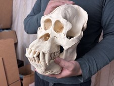 Replica teschio realistico di