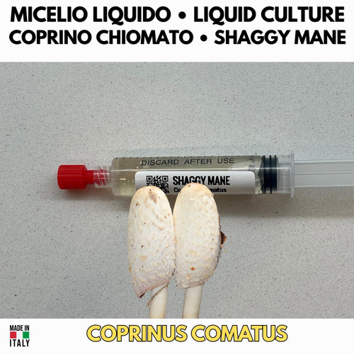 Fungo coprino chiomato - fungo, coltura