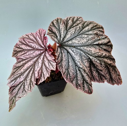 Begonia pink minx - begonia,