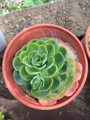 Echeveria secunda glauca - ,