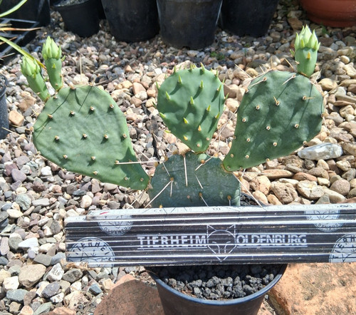 Esattamente questo opuntia - esattamente,