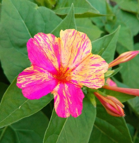Mirabilis jalapa ore quattro - jalapa,
