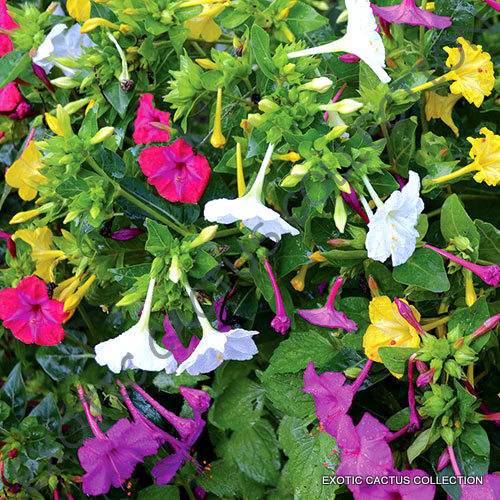 Mirabilis mix jalapa fiore - mirabilis,