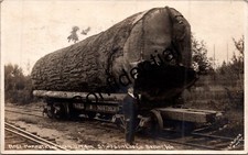 Foto reale Douglas Fir Log On